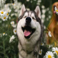 My Ngáo