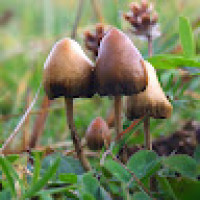 Đạo Văn